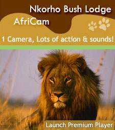 Click to Launch Premium Africam Player